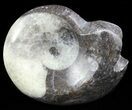 Wide Polished Goniatite From Morocco #50332-1